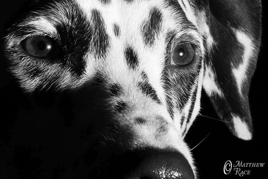 Dalmatian close-up