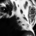Dalmatian close-up