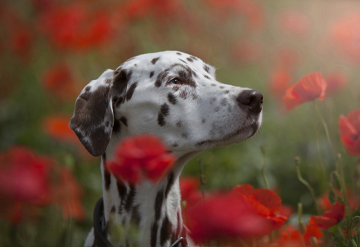 Sitting in poppies