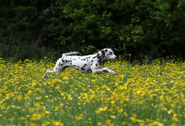 Jumping over buttercups